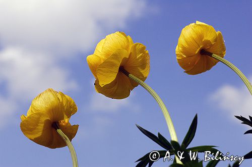 pełnik europejski Trollius europaeus rezerwat 'Bojarski Grąd' Nadbużański Park Krajobrazowy