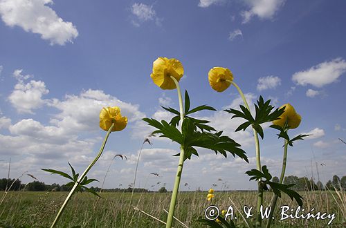 pełnik europejski Trollius europaeus rezerwat 'Bojarski Grąd' Nadbużański Park Krajobrazowy