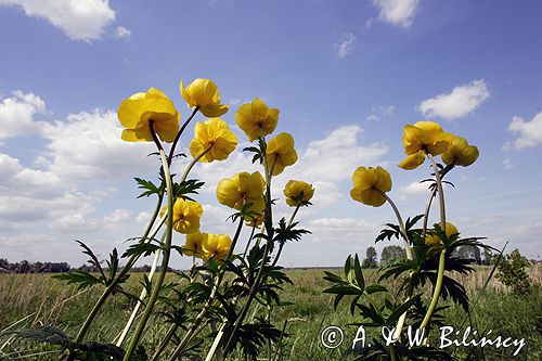 pełnik europejski Trollius europaeus rezerwat 'Bojarski Grąd' Nadbużański Park Krajobrazowy