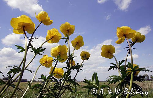 pełnik europejski Trollius europaeus rezerwat 'Bojarski Grąd' Nadbużański Park Krajobrazowy