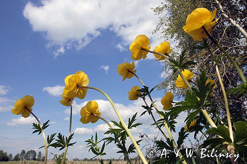 pełnik europejski Trollius europaeus rezerwat 'Bojarski Grąd' Nadbużański Park Krajobrazowy