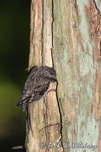 pełzacz leśny Certhia familiaris