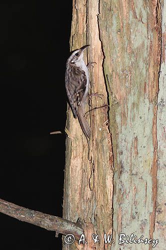 pełzacz leśny Certhia familiaris