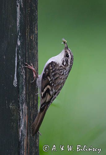 pełzacz leśny Certhia familiaris