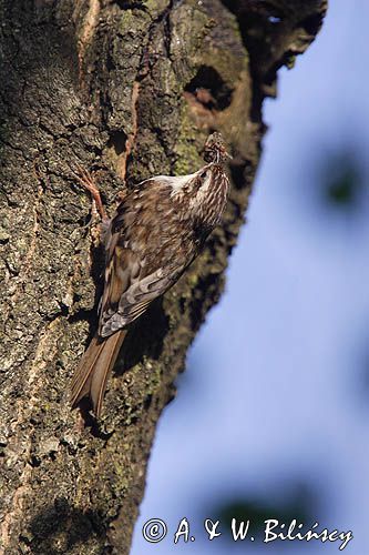 pełzacz leśny Certhia familiaris