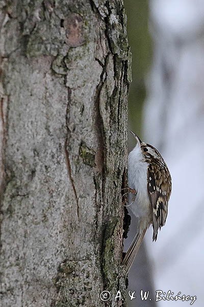 Pełzacz ogrodowy, Certhia brachydactyla