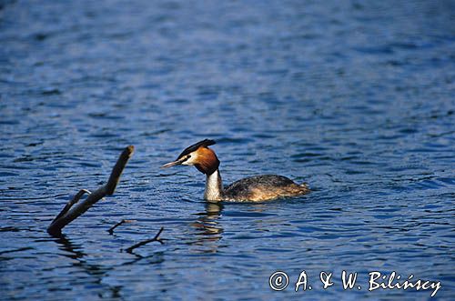 perkoz dwuczuby, Podiceps cristatus