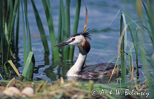 perkoz dwuczuby przy gnieździe, Podiceps cristatus