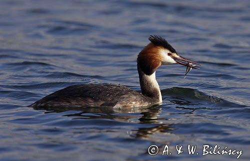 perkoz dwuczuby Podiceps cristatus z rybką