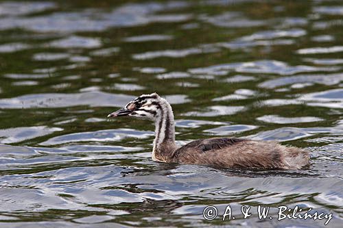 perkoz dwuczuby Podiceps cristatus podrośnięte pisklę