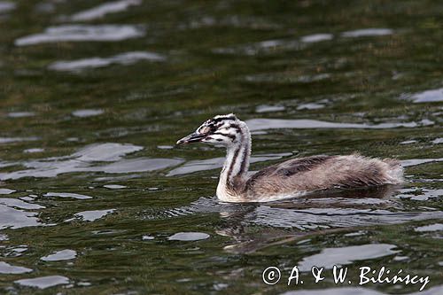 perkoz dwuczuby Podiceps cristatus podrośnięte pisklę