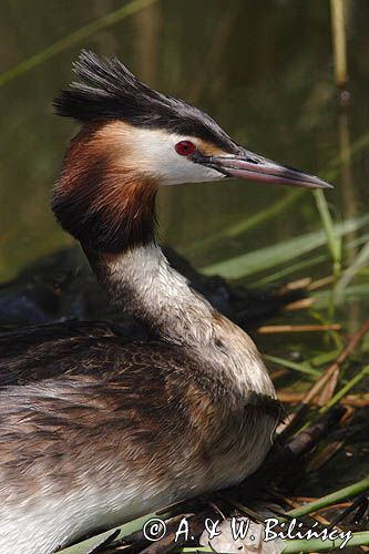 perkoz dwuczuby Podiceps cristatus na gnieździe