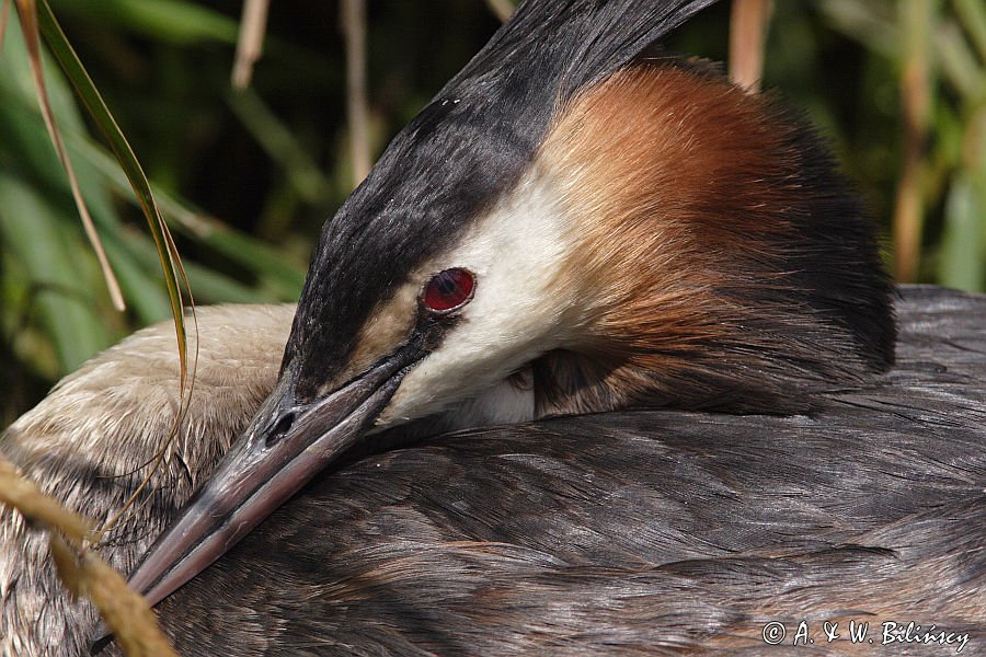 perkoz dwuczuby Podiceps cristatus na gnieździe