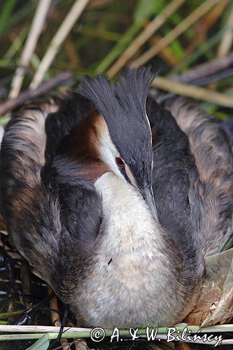 perkoz dwuczuby Podiceps cristatus na gnieździe