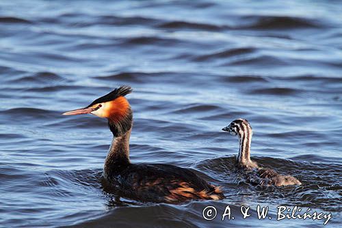 perkoz dwuczuby z pisklęciem, Podiceps cristatus