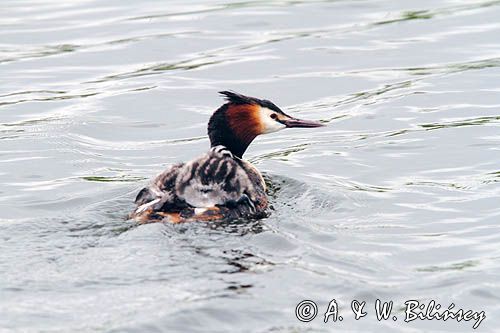 perkoz dwuczuby z pisklęciem, Podiceps cristatus