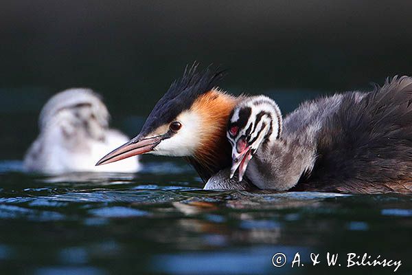 perkoz dwuczuby, Podiceps cristatus, z pisklętami