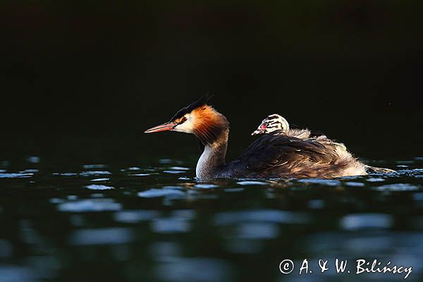 perkoz dwuczuby, Podiceps cristatus, z pisklętami