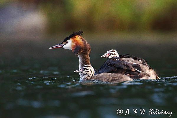 perkoz dwuczuby, Podiceps cristatus, z pisklętami