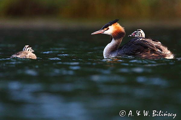 perkoz dwuczuby, Podiceps cristatus, z pisklętami