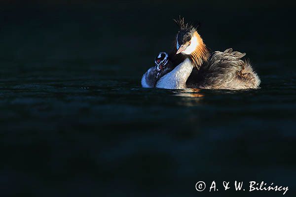 perkoz dwuczuby, Podiceps cristatus, z pisklętami