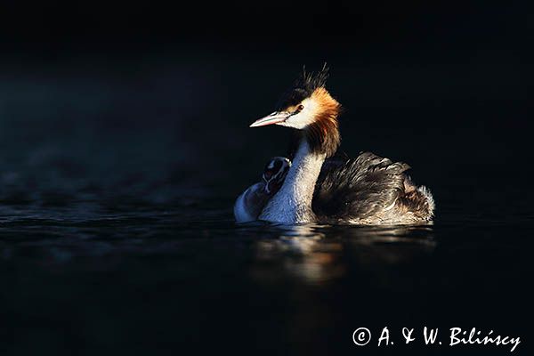 perkoz dwuczuby, Podiceps cristatus, z pisklętami