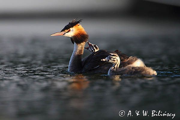 perkoz dwuczuby, Podiceps cristatus, z pisklętami