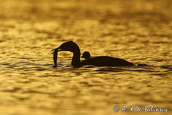 perkoz dwuczuby, Podiceps cristatus, z pisklęciem
