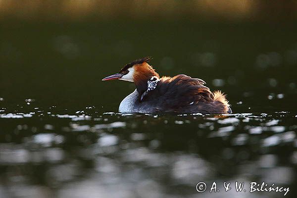 perkoz dwuczuby, Podiceps cristatus