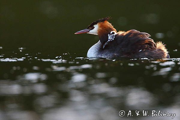 perkoz dwuczuby, Podiceps cristatus