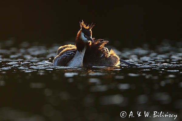 perkoz dwuczuby, Podiceps cristatus
