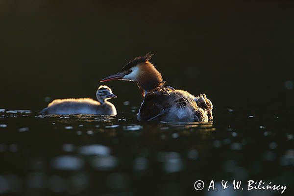 perkoz dwuczuby, Podiceps cristatus, z pisklętami
