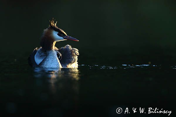 perkoz dwuczuby, Podiceps cristatus