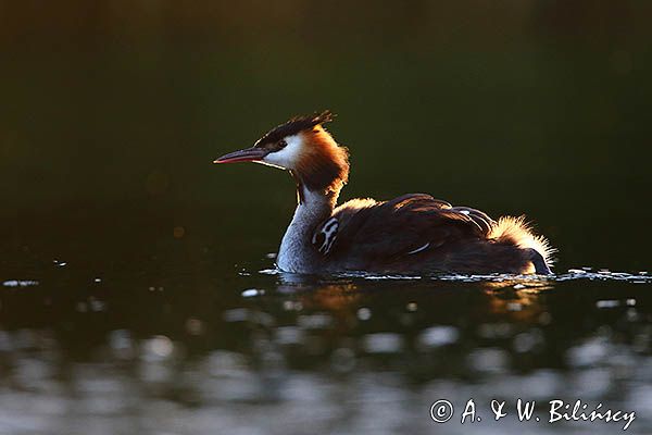 perkoz dwuczuby, Podiceps cristatus, z pisklętami