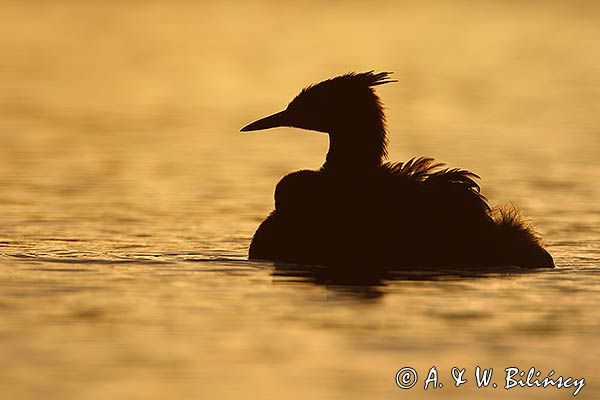perkoz dwuczuby, Podiceps cristatus, z pisklętami