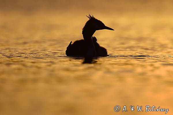 perkoz dwuczuby, Podiceps cristatus, z pisklętami