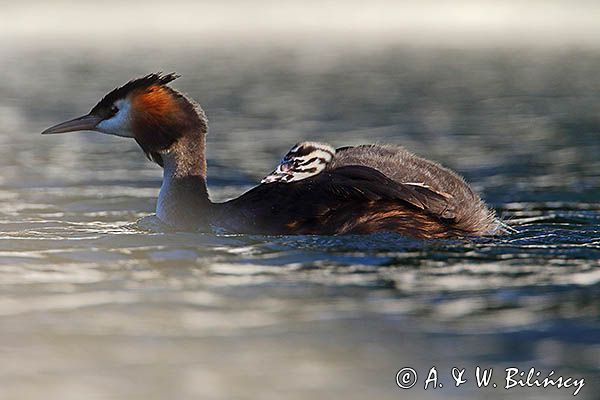 perkoz dwuczuby, Podiceps cristatus, z pisklętami
