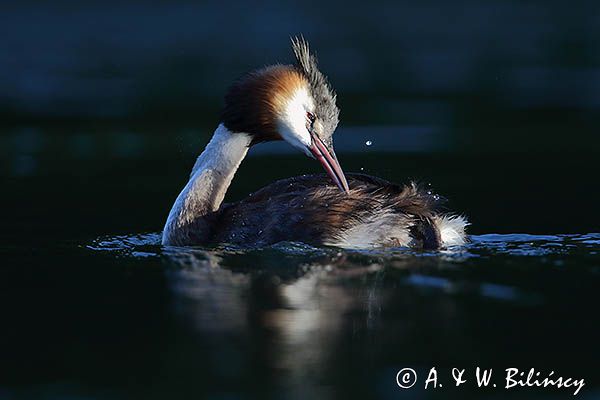 perkoz dwuczuby, Podiceps cristatus, poranna toaleta