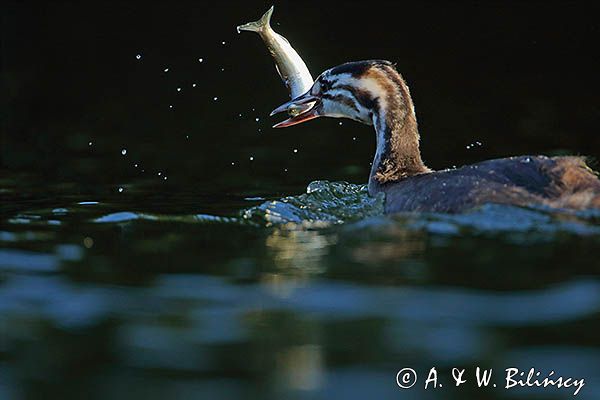 perkoz dwuczuby, Podiceps cristatus, młody z rybką