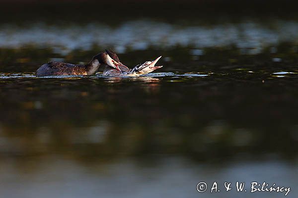 perkoz dwuczuby, Podiceps cristatus, rodzicielska reprymenda