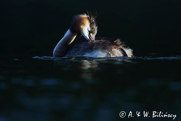 perkoz dwuczuby, Podiceps cristatus, poranna toaleta