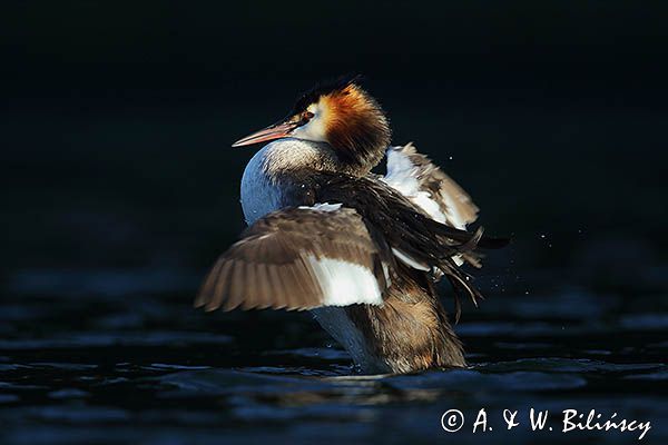 perkoz dwuczuby, Podiceps cristatus, poranna toaleta