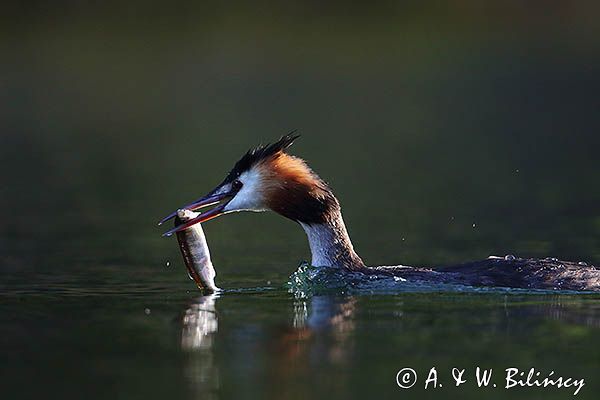 perkoz dwuczuby, Podiceps cristatus, z rybką