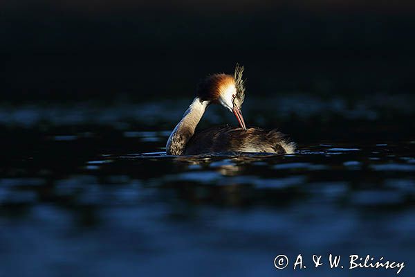 perkoz dwuczuby, Podiceps cristatus, poranna toaleta