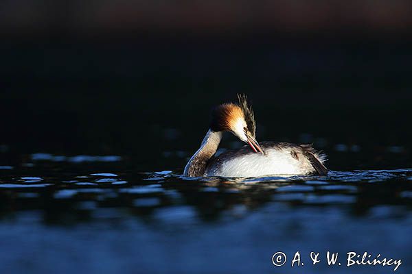 perkoz dwuczuby, Podiceps cristatus, poranna toaleta