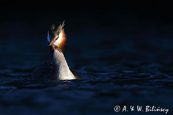 perkoz dwuczuby, Podiceps cristatus, portret