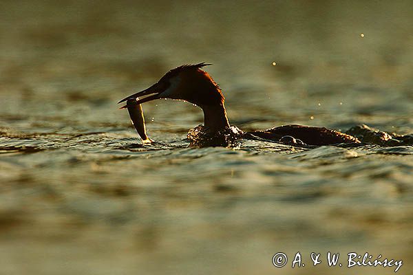 perkoz dwuczuby, Podiceps cristatus, z rybką