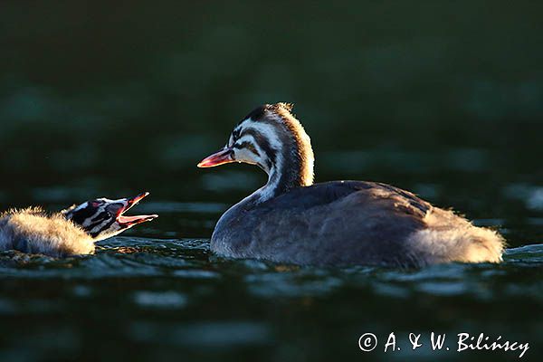 perkoz dwuczuby, Podiceps cristatus, rodzeństwo