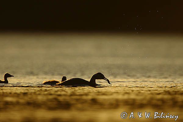 perkoz dwuczuby, Podiceps cristatus, rodzeństwo, z rybką