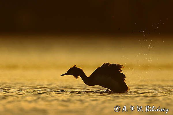 perkoz dwuczuby, Podiceps cristatus